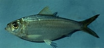 Image result for "sardinella Aurita". Size: 215 x 100. Source: ncfishes.com