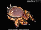 Image result for Ranina Ranina Spanner Crab. Size: 137 x 100. Source: www.naturepl.com