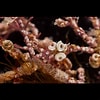 "spirorbis Corallinae" に対する画像結果.サイズ: 100 x 100。ソース: artfakta.se