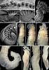 Afbeeldingsresultaten voor "trichobranchus Glacialis". Grootte: 70 x 100. Bron: www.researchgate.net