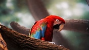 Macaw Parrot に対する画像結果.サイズ: 176 x 100。ソース: hdqwalls.com