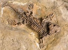 Image result for Monodontidae Fossils. Size: 137 x 100. Source: orgvn.top