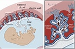 Image result for Cardiapoda Placenta Anatomie. Size: 152 x 100. Source: www.costservingr.co