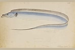 Image result for "trichiurus Lepturus". Size: 148 x 100. Source: fishesofaustralia.net.au