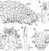 Afbeeldingsresultaten voor Sphaerodoropsis minuta Geslacht. Grootte: 97 x 100. Bron: www.researchgate.net