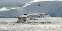 Image result for "cannosphaera Antarctica". Size: 200 x 100. Source: global.hurtigruten.com