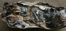 Image result for Japanse oester Bewerkingen. Size: 213 x 100. Source: rijkewaddenzee.nl