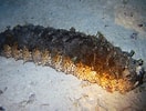 Image result for "holothuria Mexicana". Size: 132 x 100. Source: reefguide.org