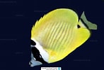 Image result for "chaetodon Robustus". Size: 147 x 100. Source: www.reeflex.net