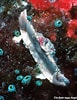 Image result for Aethra edentata Familie. Size: 77 x 100. Source: underwaterkwaj.com