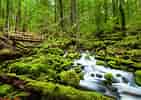 Image result for Olympic National Park. Size: 141 x 100. Source: olympicpeninsula.org