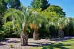 Image result for Butia capitata Plant. Size: 150 x 100. Source: plantlust.com