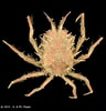 Afbeeldingsresultaten voor Leptomithrax edwardsii. Grootte: 96 x 100. Bron: www.crustaceology.com