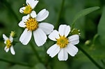 Image result for "archiconchoecia Pilosa". Size: 151 x 100. Source: www.calflora.org