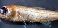 Image result for Ceratoscopelus maderensis. Size: 204 x 84. Source: www.nhc.ed.ac.uk