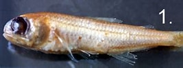 Image result for Ceratoscopelus maderensis. Size: 266 x 84. Source: www.nhc.ed.ac.uk