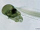 Image result for "oikopleura Gracilis". Size: 132 x 100. Source: www.mer-littoral.org