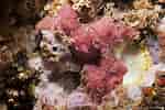 Afbeeldingsresultaten voor "aplysilla Rosea". Grootte: 150 x 100. Bron: www.cibsub.cat