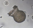 Image result for "condonariacistellula". Size: 117 x 100. Source: protist.i.hosei.ac.jp