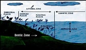 Afbeeldingsresultaten voor Littoral Area of a Lake. Grootte: 170 x 100. Bron: untamedscience.com