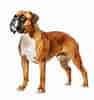 Image result for Boxer Dog. Size: 94 x 100. Source: ar.pngtree.com