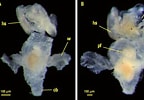 Image result for "cephalobrachia Bonnevie". Size: 144 x 100. Source: www.researchgate.net