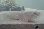 Image result for "mesogobius Batrachocephalus". Size: 155 x 100. Source: coolgobyfish.blogspot.md