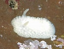 Image result for "onchidoris Pusilla". Size: 130 x 100. Source: www.inaturalist.org