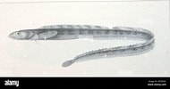 Image result for "lumpenus Lampretaeformis". Size: 190 x 100. Source: www.alamy.com