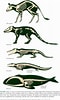 Image result for evolution of Whales. Size: 60 x 100. Source: www.evolutionevidence.org