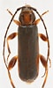 Image result for "phymodius Ungulatus". Size: 60 x 100. Source: www.zin.ru