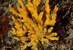Image result for "axinella Verrucosa". Size: 147 x 100. Source: salentosommerso.it