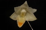 Image result for "strombidium Conicum". Size: 150 x 100. Source: www.phytoimages.siu.edu