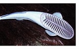 Image result for "remora Osteochir". Size: 160 x 100. Source: www.researchgate.net