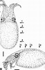 Image result for Ondina diaphana Anatomie. Size: 65 x 100. Source: www.researchgate.net