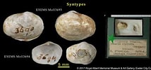 Image result for "thracia Distorta". Size: 214 x 100. Source: www.marinespecies.org
