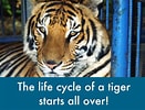 Image result for tiger lebenszyklus. Size: 131 x 100. Source: www.haikudeck.com