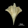 "clio pyramidata Lanceolata" に対する画像結果.サイズ: 97 x 100。ソース: catalog.digitalarchives.tw
