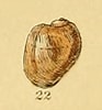 Image result for Velutina plicatilis Anatomie. Size: 93 x 100. Source: alchetron.com