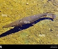 Image result for "lampanyctus Crocodilus". Size: 120 x 100. Source: www.alamy.com