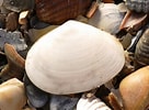Afbeeldingsresultaten voor Witte dunschaal stam. Grootte: 136 x 100. Bron: www.marinespecies.org