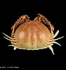 Image result for "calappa Lophos". Size: 94 x 100. Source: www.crustaceology.com