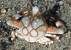 Image result for "arcania Gracilis". Size: 143 x 100. Source: www.crabdatabase.info
