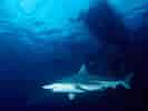 Image result for Black Pit Shark. Size: 133 x 100. Source: www.surfertoday.com