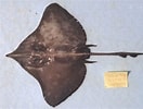 Image result for Dipturus nidarosiensis Anatomie. Size: 132 x 100. Source: ciesm.org