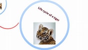 Image result for tiger lebenszyklus. Size: 176 x 100. Source: prezi.com