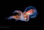 Afbeeldingsresultaten voor "tremoctopus Violaceus". Grootte: 145 x 100. Bron: lindaiphotography.com