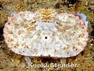 Image result for Aethra edentata Familie. Size: 132 x 100. Source: www.marinelifephotography.com