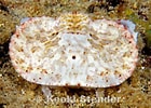 Afbeeldingsresultaten voor Aethra edentata. Grootte: 140 x 100. Bron: www.marinelifephotography.com