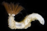 Image result for Hydroides elegans Habitat. Size: 154 x 100. Source: www.invertebase.org